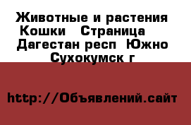 Животные и растения Кошки - Страница 2 . Дагестан респ.,Южно-Сухокумск г.